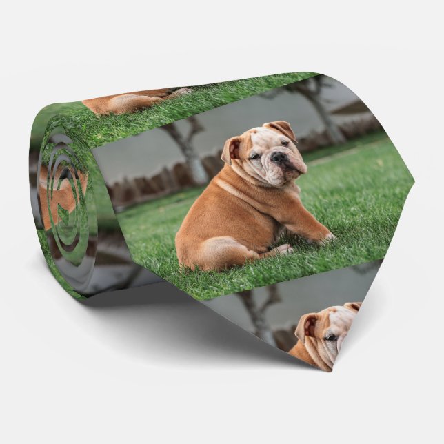 Corbata cachorro bulldog rojo y blanco (Enrollado)