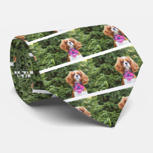 Corbata Cachorro de Cavalier King Charles Spaniel con band