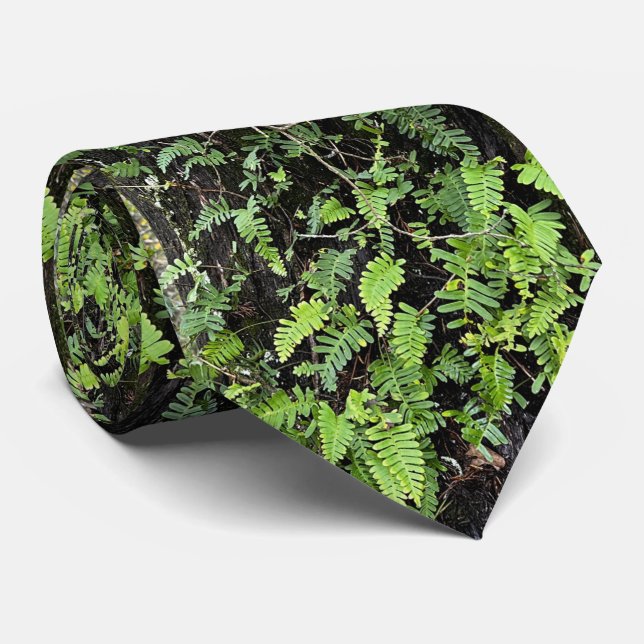 Corbata Canto de cuello/helecho de árbol (Enrollado)