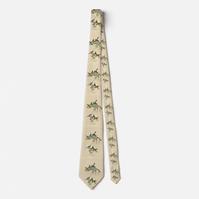 Corbata Catcher de Mosca Azul-Gris - Aves de América de Au (Anverso)