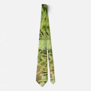 Corbata Ciprés calvo Semilla Cone Necesario