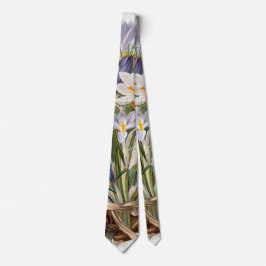 Corbata Crocus Spring Flower Botanical Floral Art