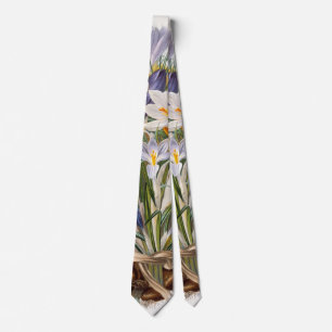 Corbata Crocus Spring Flower Botanical Floral Art