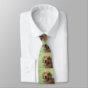 Corbata Dachshund