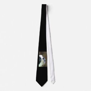 Corbata de Boston Terrier