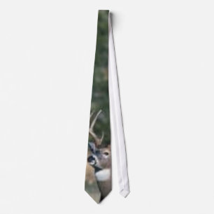 Corbata dólar Blanco-atado de los ciervos