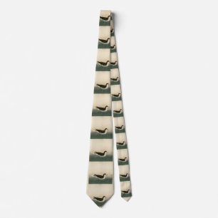 Corbata Dusky Petrel de los pájaros de Estados Unidos de A