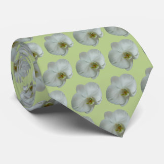 Corbata Elegante Flor Orquídea Blanca Botánica