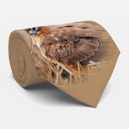 Corbata Hermosa mujer norteña Harrier en el pantano