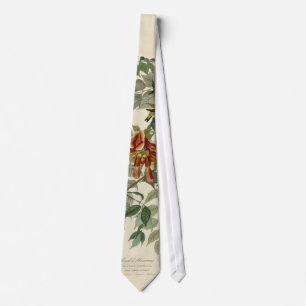 Corbata Hummingbird Ruby Throated Audubon