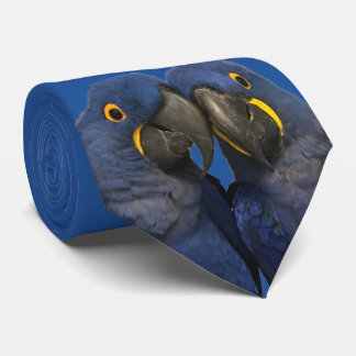 Corbata Hyacinin Macaw Parrot Bird Rare Blue