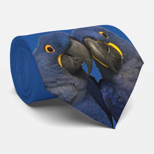 Corbata Hyacinin Macaw Parrot Bird Rare Blue (Enrollado)