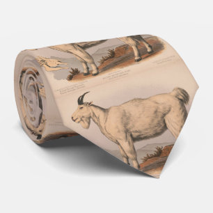 Corbata Ilustracion del vintage de una cabra (1874)