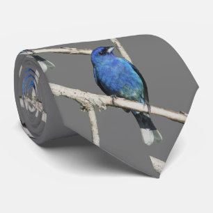 Corbata Indigo Bunting