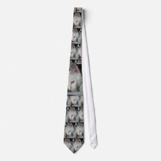 Corbata Lazo, gato blanco