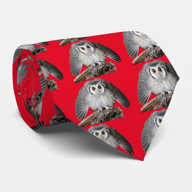 Corbata Northern White-faced Owl (Enrollado)