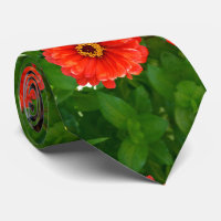 Orange zinnia, orange flowers, red flowers