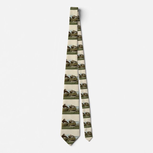 Corbata Pato de cola larga - de los pájaros de América de  (Anverso)