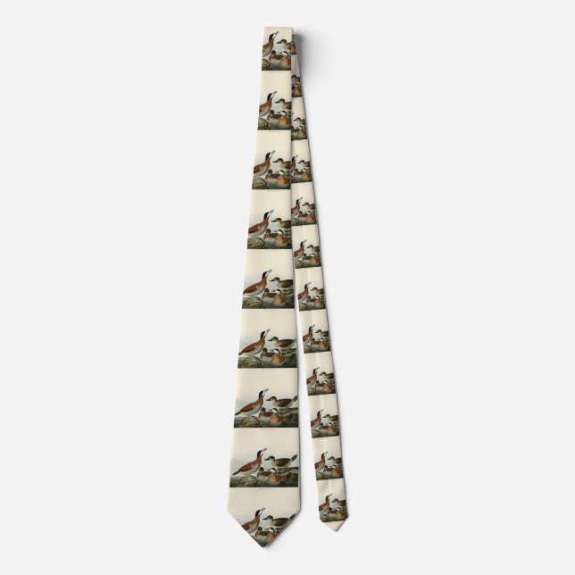 Corbata Pato Ruddy de los pájaros de América de John Audub (Anverso)