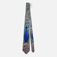 PEACOCK FOTO NECK TIE