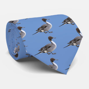 Corbata Pintail septentrional