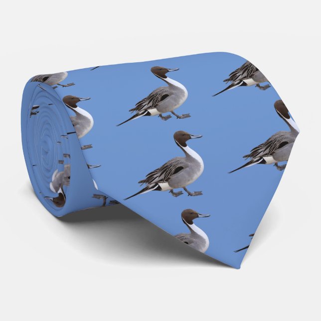 Corbata Pintail septentrional (Enrollado)