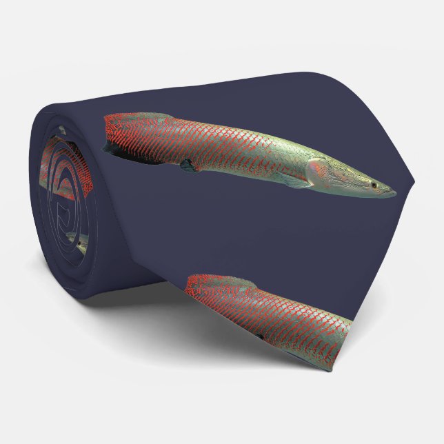 Corbata Pirarucu, Arapaima gigas ネ イ (Enrollado)