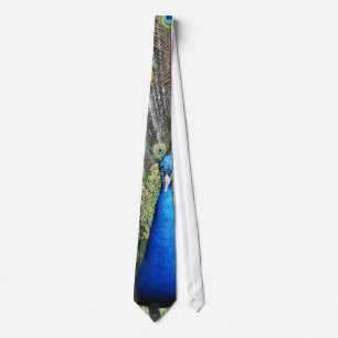 Corbata Plumaje lleno del pavo real azul