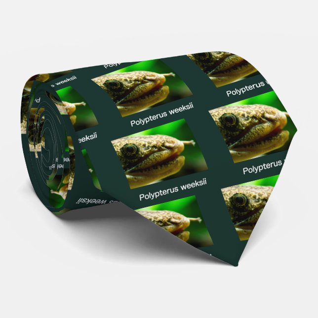 Corbata Polypterus weeksii (Enrollado)