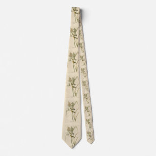 Corbata Prairie Warbler de los pájaros de América de Audub