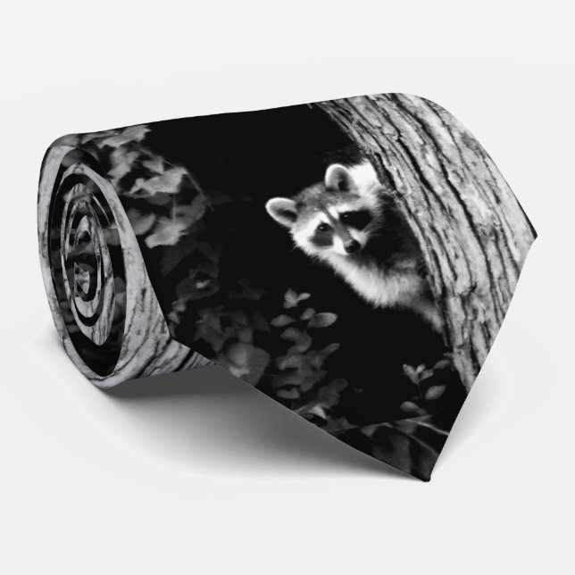 Corbata Raccoon arriba en un árbol negro y blanco mensajwe (Enrollado)