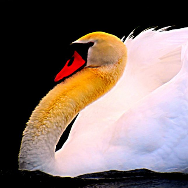 Corbata Rosa rosado caliente sobre el taco negro (Subido por el creador)
