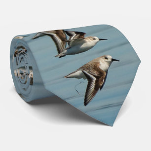 Corbata Sanderlings emprende el vuelo en los cielos invern