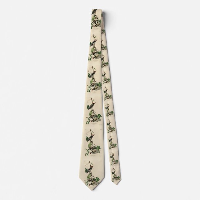 Corbata Sapsucker de barriga amarilla, pájaros auduónicos  (Anverso)