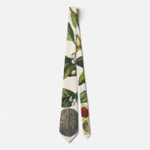 Corbata Semillas de fruto de planta de nuez moscada vintag