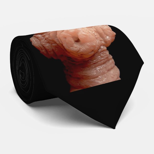 Corbata - solitaria del erinaceieuropaei de (Enrollado)