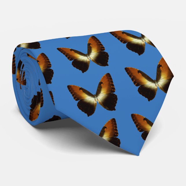 Corbata Sunset Morpho (Morpho hecuba) (Enrollado)