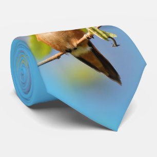 Corbata Un colibrí curioso