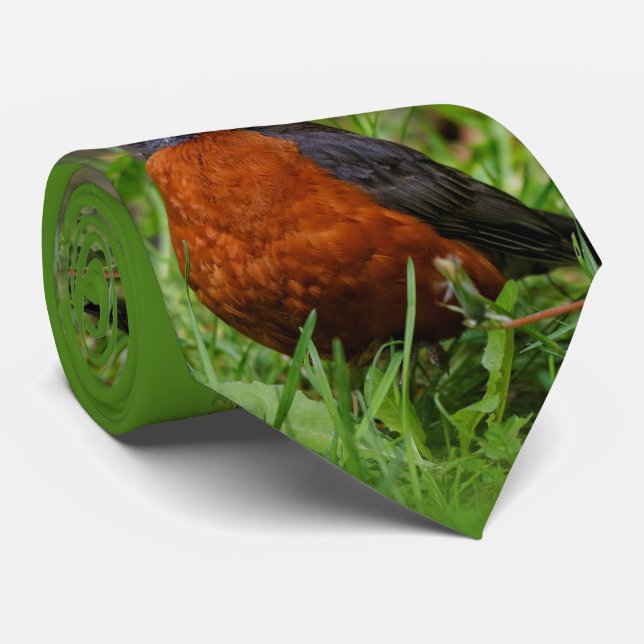 Corbata Un Robin Americano Curioso (Enrollado)