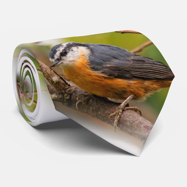 Corbata Una Nuthatch roja escéptica (Enrollado)