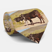 Vacas de Brown en lazo del cromo