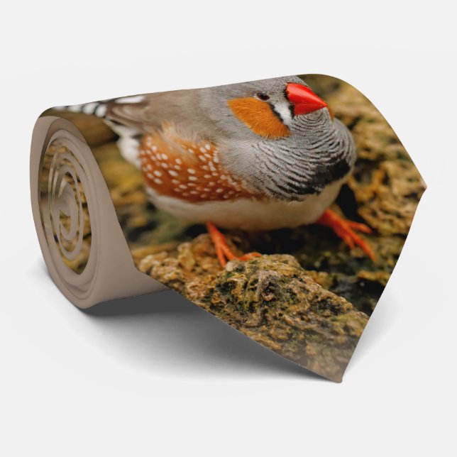 Corbata Zebra Finch on the Rocks (Enrollado)