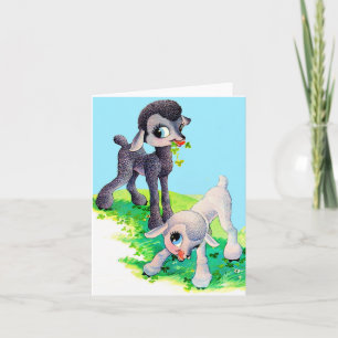 cordero blanco negro