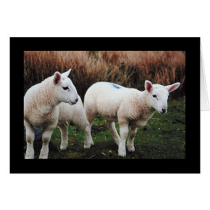 Cordero de la primavera