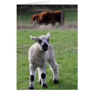 Cordero de primavera