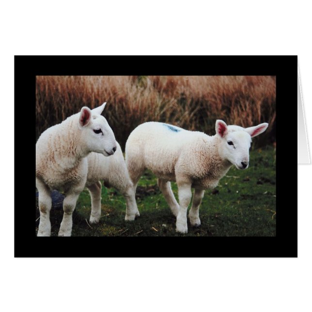 Cordero de primavera (Anverso (Horizontal))