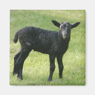 Cordero del imán de las ovejas de Gotland