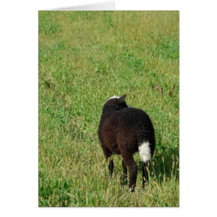 Cordero en el Hay Meadow