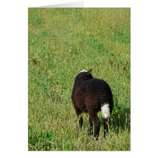 Cordero en el Hay Meadow (Frente)