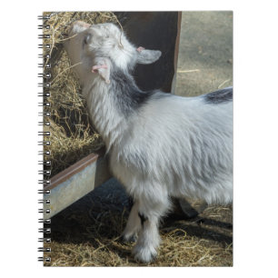 Cordero en un cuaderno de la granja